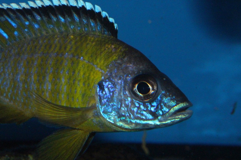 Aulonocara sp. 'jalo' Jalo Reef